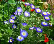 blaue Prunkwinde.webp