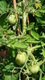 grüne Eier-Tomate.webp