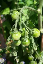 grüne Cherry-Tomate.webp