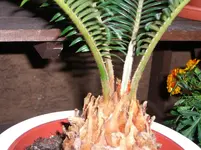 CIMG3308.webp
