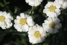 080710 022.webp
