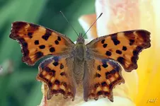 blog_0328-Nymphalis-c-album.webp