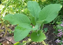 Garten Dickblatt 100710 1204.webp