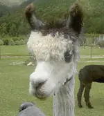 Alpakas v.webp