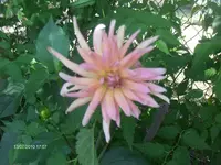 HPIM5065.webp