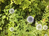 HPIM5069.webp