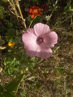 HPIM5067.webp