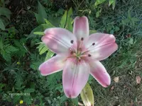 HPIM5063.webp