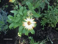 HPIM5058.webp