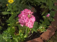 HPIM5057.webp