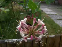 HPIM5055.webp