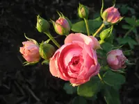 pomponella.webp