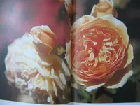 033.webp