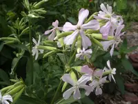 Garten 004.webp