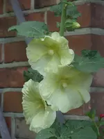 Garten 001.webp