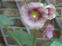 Garten 002.webp