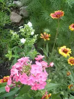 Garten 003.webp