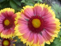Garten 005.webp
