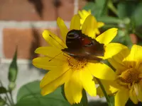 Garten 006.webp