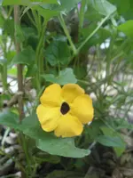 Garten 008.webp