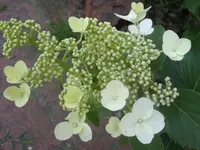 Garten 010.webp