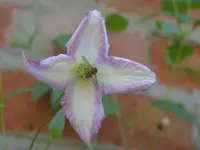 Garten 012.webp