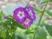 Garten 014.webp