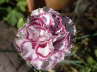 Garten 015.webp