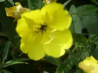 Garten 018.webp
