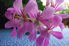 Garten 009.webp