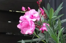Garten 010.webp