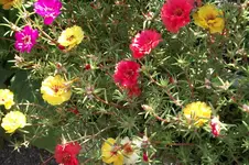 Garten 021.webp