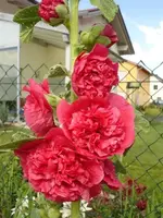 Stockrose gefüllt rot.webp