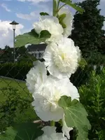 Stockrose gefüllt weiß.webp