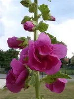 Stockrose einfach.webp