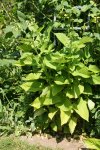 Salvia glutinosa.jpg