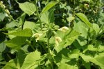 Salvia glutinosa Bl.jpg