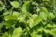 345309d1279107358-zeigt-her-euer-salbei-nutz-und-ziersalbei-salvia-glutinosa-bl.webp