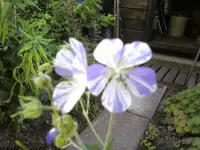 28674.webp