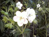 28675.webp