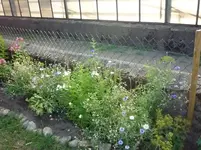 Juli 2010 008.webp