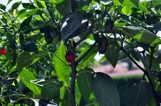 jalapenos.webp