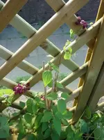 Juli 2010 017.webp