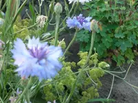 Juli 2010 027.webp