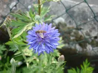 Juli 2010 029.webp