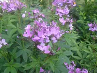 14.07.2010 009.webp