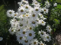 14.07.2010 031.webp