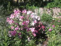 14.07.2010 047.webp