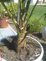 DSC00383.webp