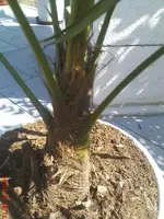 DSC00385.webp